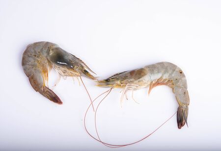 Fresh shrimp, seafood under the white backgroundの写真素材