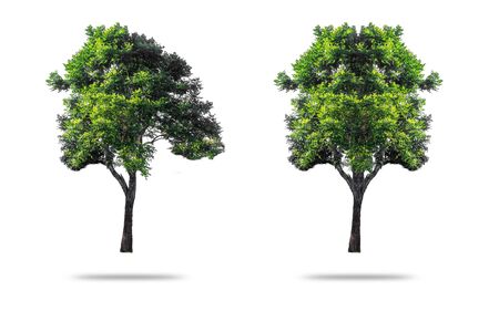 Tree branching isolated backdrop clipingpartの写真素材