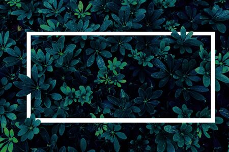 Green leaf nature with white text box for presentation background or texture - natural or...