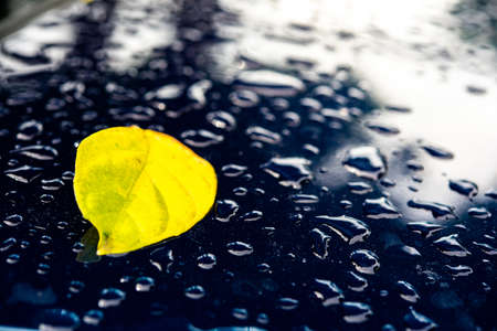 Green leaves, water droplets on the mirror surface, naturally clean water.の写真素材