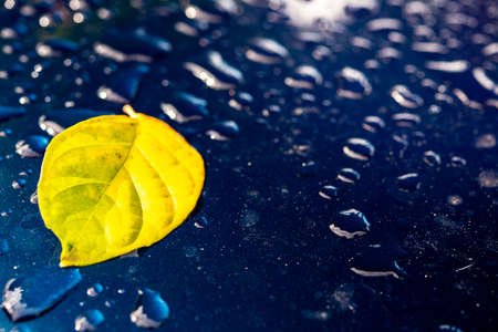 Green leaves, water droplets on the mirror surface, naturally clean water.の写真素材