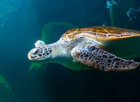 Sea turtles in the deep sea, a rare conservation animal that is abundant in Asia.