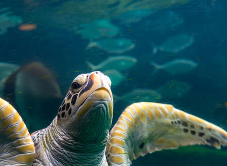 Sea turtles in the deep sea, a rare conservation animal that is abundant in Asia.の写真素材