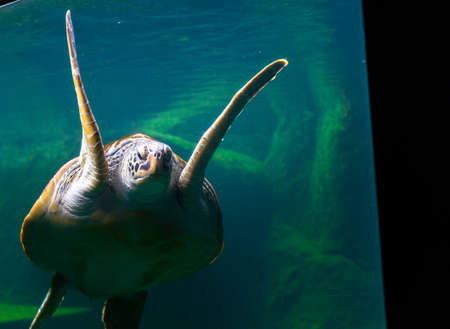 Sea turtles in the deep sea, a rare conservation animal that is abundant in Asia.の写真素材