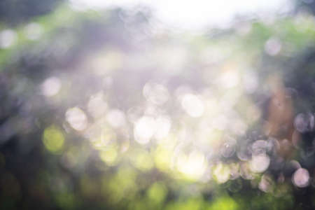 Bokeh leaves blur background image blurred background in nature