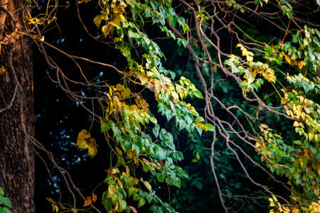 Tree leaves nature, natural, space, summer background image