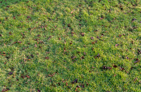 Artificial green grass background. Green grass floor texture ideal for use top view sport backgrounの写真素材