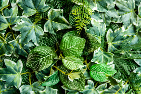Green leaf wall background imageの写真素材