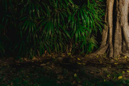 The leaves of tropical Asian background.の写真素材