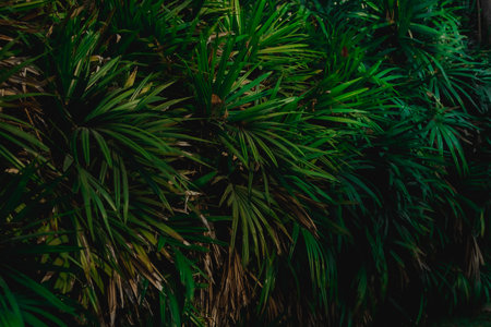 The leaves of tropical Asian background.の写真素材