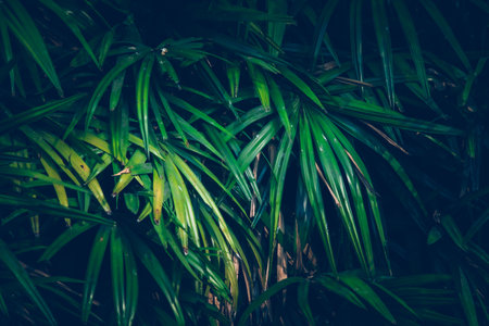 Wallpaper leaves in nature in the forest of humid summer Closeup of large philodendron leaf freshly wet after a rain, with soft lighting, shallow depth of field and selective focusの写真素材