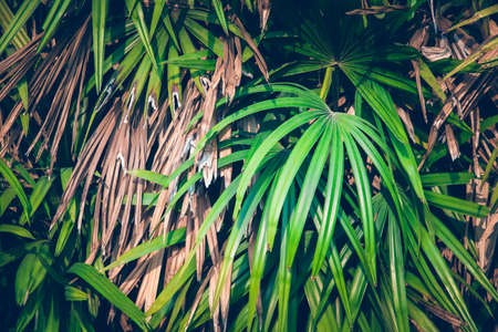 Wallpaper leaves in nature in the forest of humid summer Closeup of large philodendron leaf freshly wet after a rain, with soft lighting, shallow depth of field and selective focusの写真素材