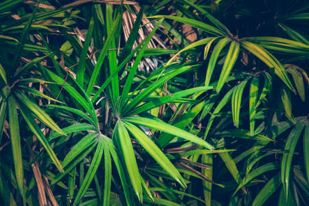 Wallpaper leaves in nature in the forest of humid summer Closeup of large philodendron leaf freshly wet after a rain, with soft lighting, shallow depth of field and selective focusの写真素材