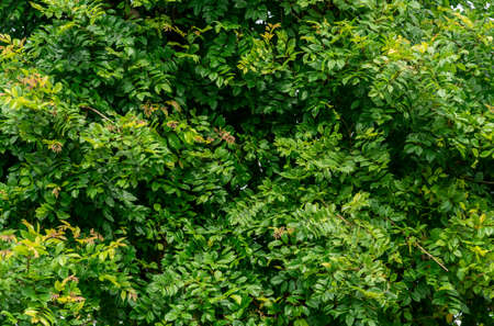 Foliage background image in natural rainforest Green nature backgroundの写真素材