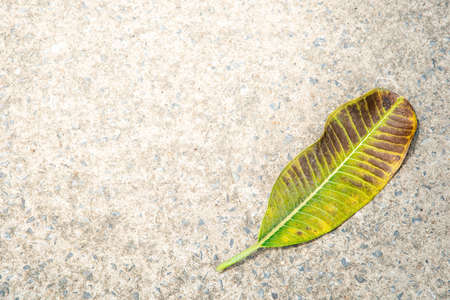 Leaves on concrete background, stone, uneven, surface background image