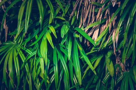 Wallpaper leaves in nature in the forest of humid summer Closeup of large philodendron leaf freshly wet after a rain, with soft lighting, shallow depth of field and selective focusの写真素材