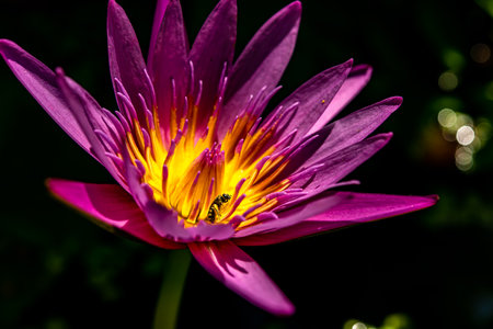 Close up of beautiful lotus flowerの写真素材