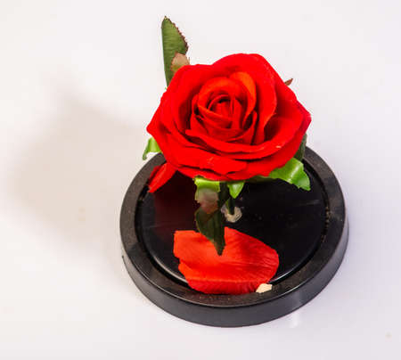 valentine red rose Festival of love Wedding flower Red rose flowerの写真素材