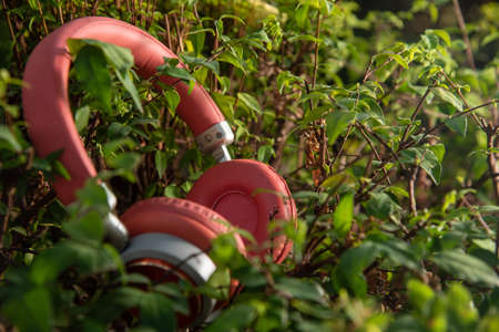 Headphones on leaves against woodの写真素材