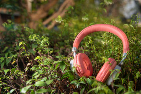 Headphones on leaves against woodの写真素材