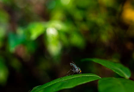Insects on leaves in natural evergreen forestの写真素材