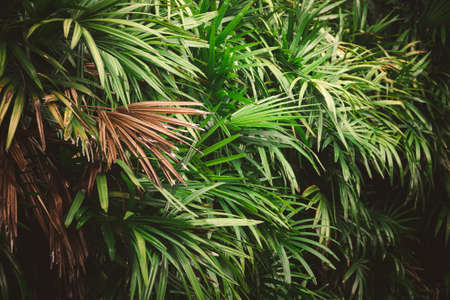 Leaves in the forest Beautiful nature background of vertical garden with tropical green leafの写真素材