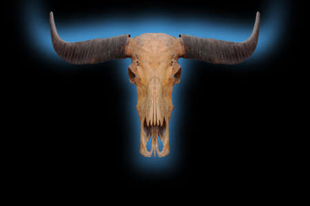 Skull, dead buffalo, skull, old, black, horn, isolated from the background clipingpartの写真素材
