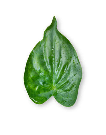 leaves written on white background clipping path isolated fromの写真素材