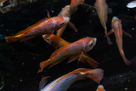 Beautiful koi fish. Farm work. Closed system. ornamental fish for export