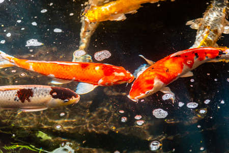 Beautiful koi fish. Farm work. Closed system. ornamental fish for exportの写真素材