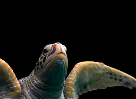 Sea turtles in the deep sea, a rare conservation animal that is abundant in Asia.の写真素材