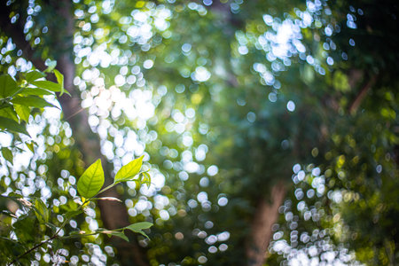 abstract blur green color for background,blurred and defocused effect spring concept for design,nature view of blurred greenery background in garden using as background natural,fresh wallpaper conceptの写真素材