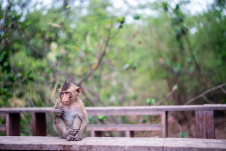 Monkey sitting on a wooden bench in the forest. Monkeys in Thailand.の写真素材