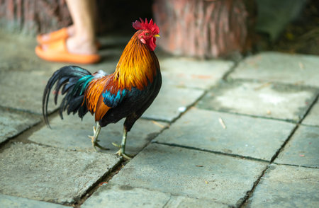Asian chicken, blurred bokeh background Asian chickens are important and efficient poultry for breeding and for meat and egg production. Chicken is a cultural and food symbol in Asia.の写真素材