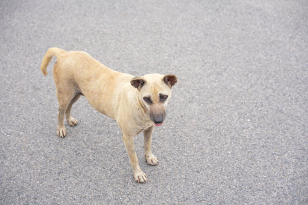 Stray dogs on the streets of Asia, lacking careの写真素材