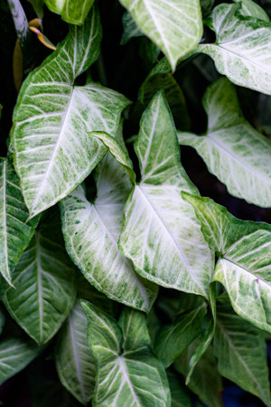 Leaves in a tropical forest with natural light.の写真素材
