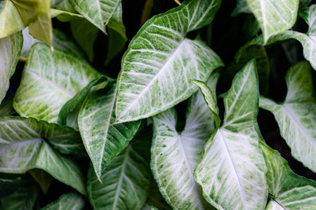 Leaves in a tropical forest with natural light in tropical Asia, rainforest.の写真素材