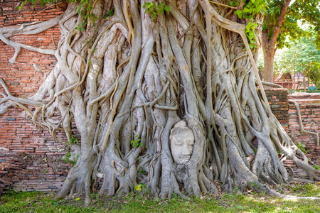 Buddha Head statue with trapped in Bodhi Tree roots at Wat Maha That Ayutthaya. Ayutthaya historical park Thailand.の写真素材