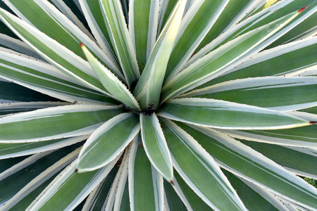 Close up the center of white and green succulent foliage plant botanical pattern leave naturalの写真素材