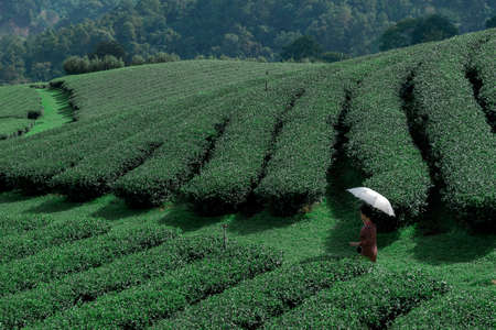 Asian woman holding umbrella and beautiful landscape view of green tea plantation with mountain and sky backgroundの写真素材