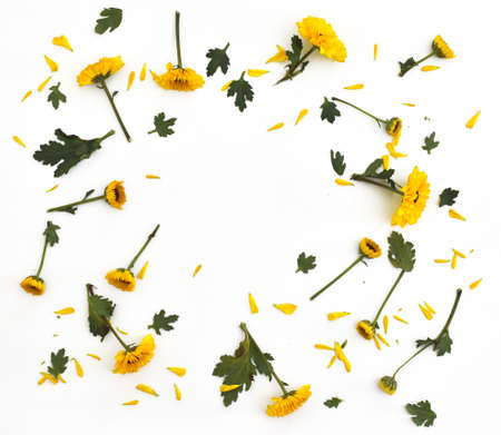 Framework from yellow flowers on white background. Flat lay compositionの写真素材