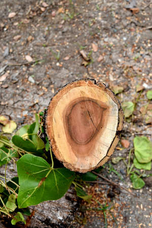 Stump of a freshly cut tree in the parkの写真素材