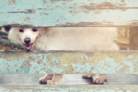 poodle dogs on a vintage chair in the parkの写真素材