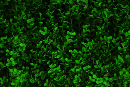 Green leaves backgroundの写真素材