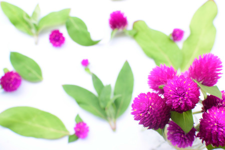 Floral pattern made of pink flower, green leaf, on white background. Flat lay, top view. Valentine's...