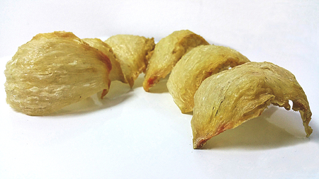 Dry swallow bird nestの写真素材