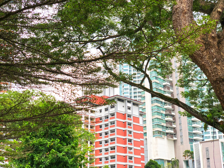 Tree branches with residential blocks as background