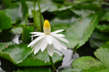 Macro image of white flower with dragonfly in the pondの写真素材