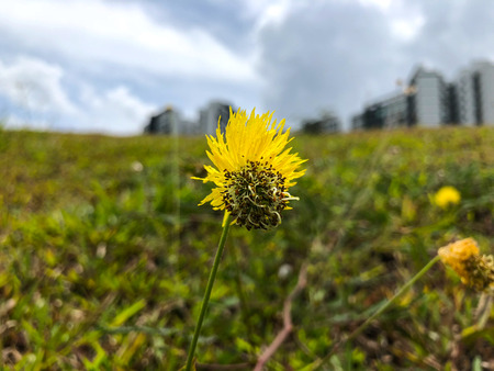 Focused view of yellow flower with blurry building background