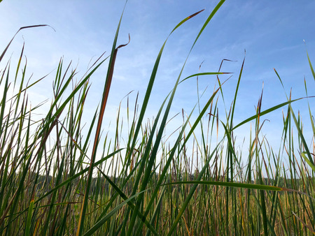 Focused view of long and tall grass under blue sky